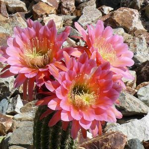 Meet your Posher, Ann